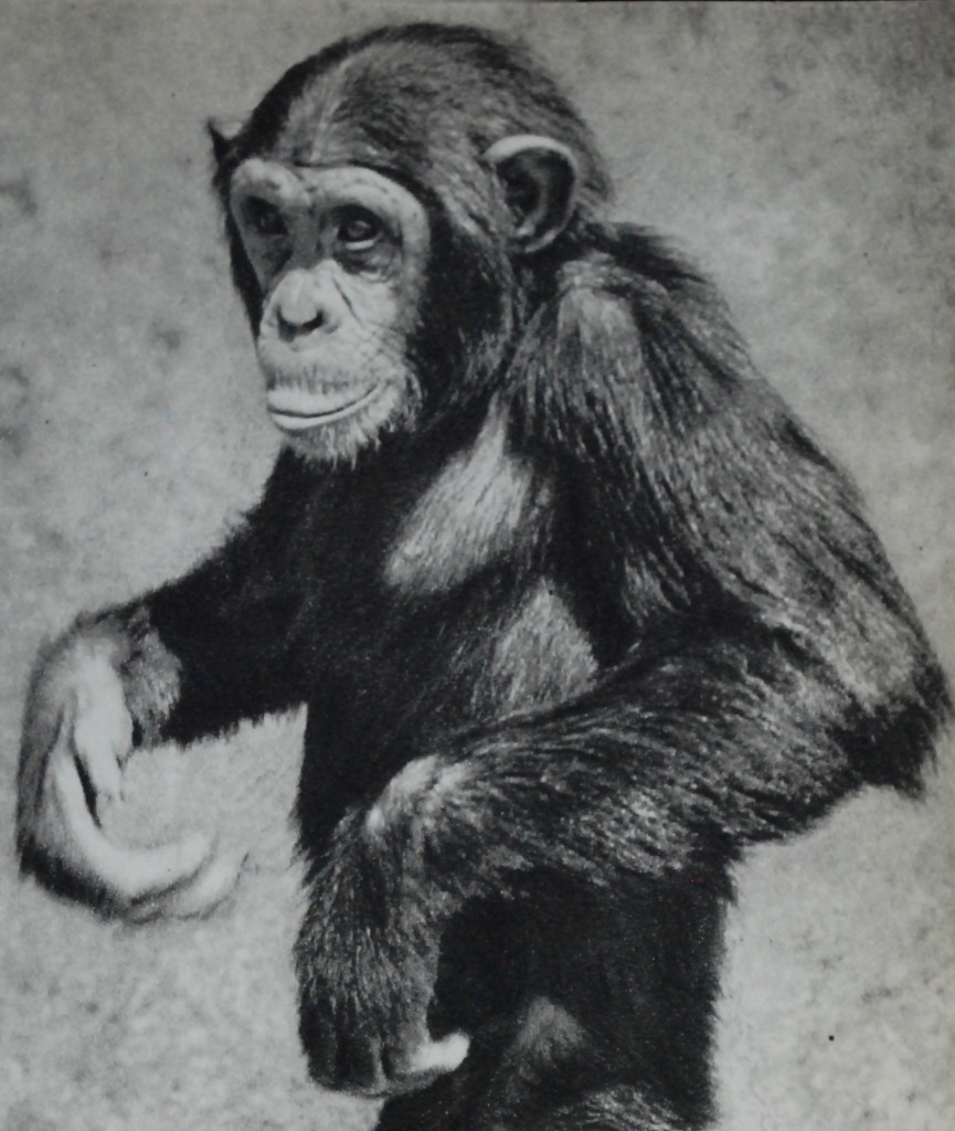 4. Vår charmige vän chimpansen, alt. 2